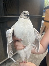 Jumbo coturnix quail for sale  Middleburg
