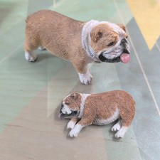 Sandicast english bulldogs for sale  Kent