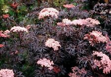 Sambucus black lace for sale  CRANBROOK