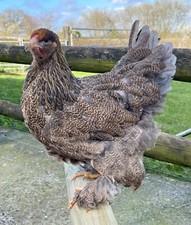 Six blue partridge for sale  HOLSWORTHY