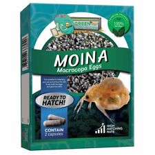Moina macrocopa eggs for sale  USA