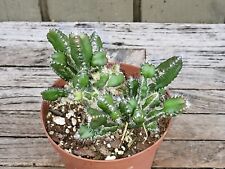 Hylocereus sp. monstrose for sale  Homestead