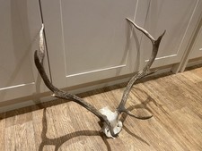 roe deer skull for sale roe deer skull for sale  BRIDGE OF ORCHY