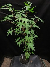 Seed grown acer for sale  Rochester