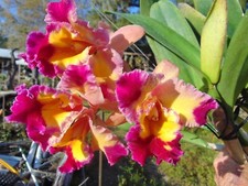 Blc. dick smith for sale  Arcadia