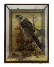 Taxidermy sparrow hawk for sale  NORTHALLERTON