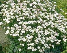 Petrorhagia tunica saxifraga for sale  Shipping to Ireland