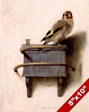 Pet goldfinch yellow for sale  South Jordan