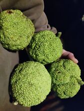 Two hedge apples for sale  Gettysburg