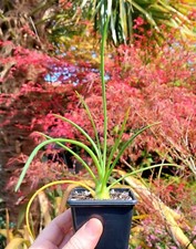 Agave geminiflora rare for sale  DARLINGTON