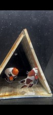 Breeding pair longfin for sale  Jacksonville