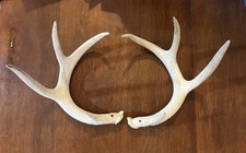Point whitetail deer for sale  Bedford