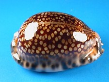 Cypraea maculifera hawaiiensis for sale  Kapolei