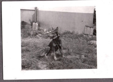 Vintage photograph german for sale  Siletz
