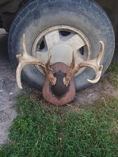 Beautiful whitetail deer for sale  Walhalla
