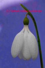 One galanthus plicatus for sale  COLYTON