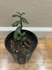 Well rooted jade for sale  Littleton