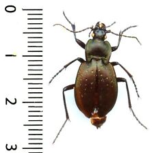 Carabidae carabus ghiliani d'occasion  France