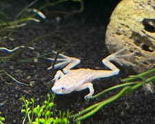 Dwarf african blonde for sale  Discovery Bay