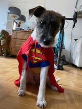 Karneval kostüm superman gebraucht kaufen  Edemissen