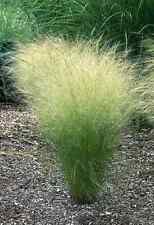 Stipa tenuissima ponytails for sale  PRESTON