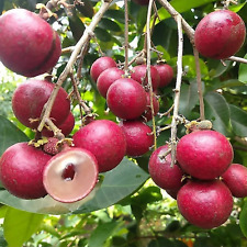 Árvore frutífera Longan rubi vermelho enxertado fitossanitária livre comprar usado  Enviando para Brazil