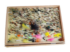 Large selection trout for sale  DUNBAR