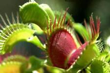 DIONAEA MUSCIPULA VENUS TRAMPA PARA MOSCAS - PLANTA CARNÍVORA, 25 semillas ENVÍO GRATUITO segunda mano  Embacar hacia Argentina