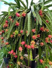 Dragon fruit edgar for sale  Yucaipa