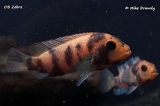 Red zebra cichlid for sale  Lakeland