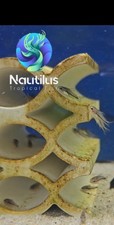 Pygmy cory corydoras for sale  Lakewood