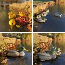 Mallard duck duckling for sale  POOLE