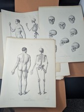 Dr Fau Anatomy External Forms of Man Atlas Lithograph Plates 25 of 28 LS comprar usado  Enviando para Brazil