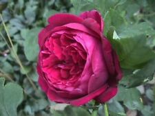 Duftende historische moosrose gebraucht kaufen  Kronburg