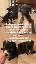 Cuccioli cani regalo usato  Zafferana Etnea
