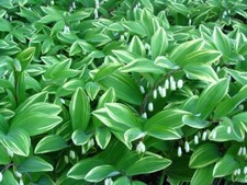 Solomon seal live for sale  Gordonsville