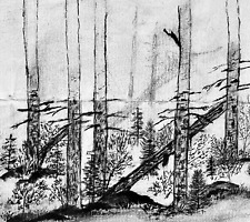 Forest drawing fallen for sale  San Francisco