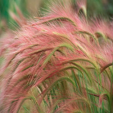 Hordeum jubatum seeds for sale  TAUNTON