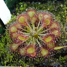 Carnivorous sundew plant d'occasion  Expédié en Belgium