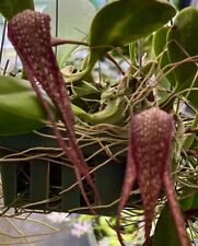 Bulbophyllum longisepalum bloo for sale  Bogalusa