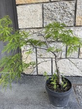 Prebonsai acero giapponese usato  Rimini