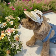 Pet hat pet for sale  Los Angeles