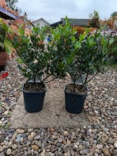 Ilex alaska holly for sale Ilex alaska holly for sale  LARGS
