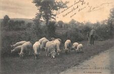 moutons ouessant d'occasion moutons ouessant d'occasion Expédié en Belgium