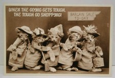 Funny cat kittens for sale  Denver