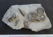 Ammonites pliensbachien allema d'occasion  Moyon