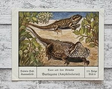 Bartagame amphibolurus tiere gebraucht kaufen  Gießen