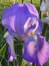 Lot tall bearded for sale  Harrisonburg