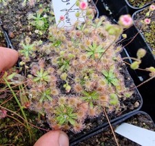 Drosera pulchella fleischfress gebraucht kaufen  Büren