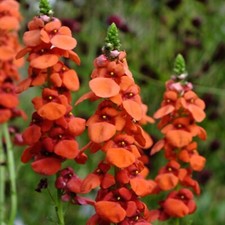 Diascia personata coral for sale  BELLSHILL